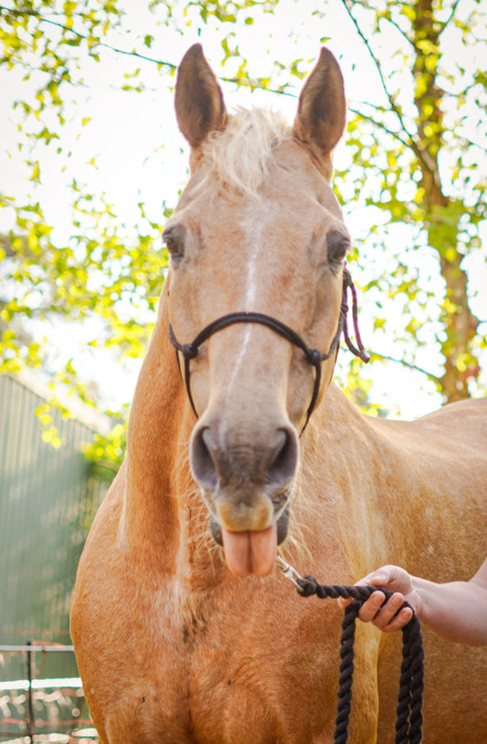 Horse care